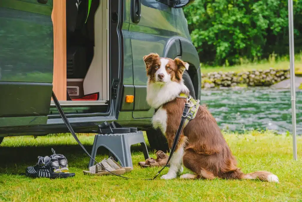 camping with pets